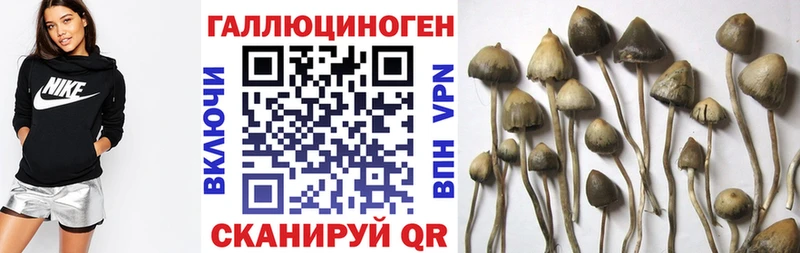KRAKEN ссылки  Темников  Псилоцибиновые грибы Psilocybine cubensis 